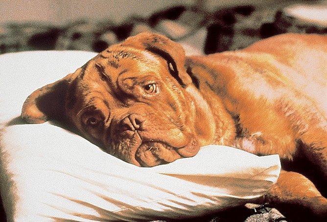 film mit hund traurig
