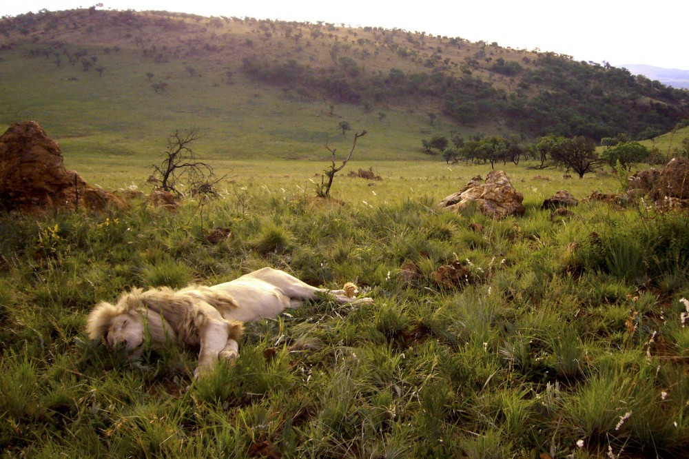 Der weiße Löwe Trailer, Kritik, Bilder und Infos zum Film