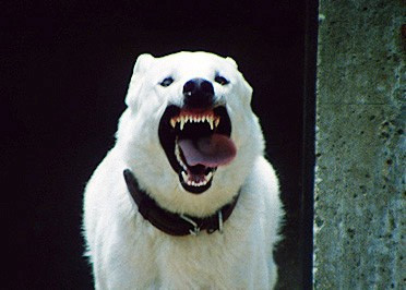 Der Weiße Hund Von Beverly Hills