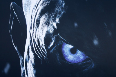 Game of Thrones - Staffel 8, Schauspieler und News zu GoT