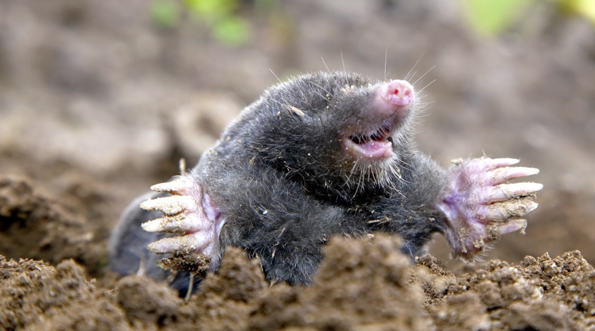 Was Maulwürfe vertreibt - Gut zu Wissen