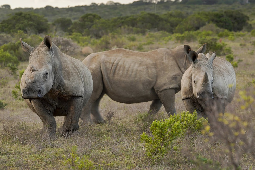 Faszination Erde - mit Dirk Steffens - ZDF - TV-Programm